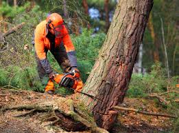 Why Choose Our Tree Removal Services in Logan, UT?